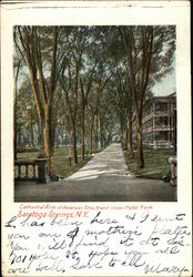 Cathedral Arch of American Elms, Grand Union Hotel Park Postcard
