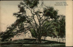 Lafayette Tree Postcard