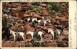 On The Zig Zags, Right Angle Trail, Grand Canyon Arizona Postcard Postcard Postcard