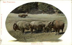Buffalo in G. G. Park San Francisco, CA Postcard Postcard Postcard