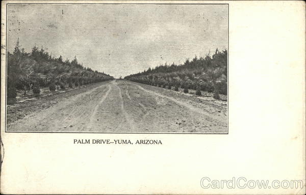 Scenic View of Palm Drive Yuma Arizona