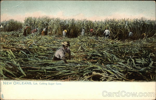 Cutting Sugar Cane New Orleans Louisiana