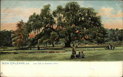 Live Oak in Audubon Park New Orleans, LA Postcard Postcard Postcard
