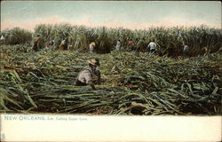 Cutting Sugar Cane Postcard