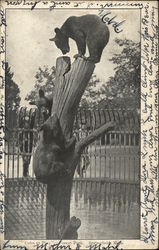 Bear Cubs at Play, Forest Park Springfield, MA Postcard Postcard Postcard