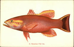Hawaiian Fish Uu. Postcard Postcard Postcard