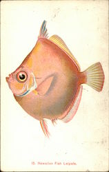 Hawaiian Fish Laipala Postcard