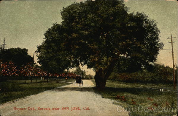 Boysen Oak, Sorosis San Jose California
