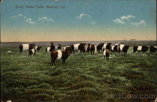 Dutch Belted Cattle Modesto California