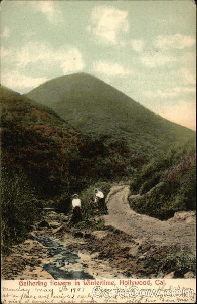 Gathering Flowers in Wintertime Hollywood California