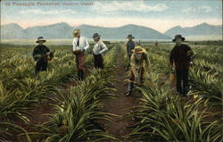 Pineapple Plantation, Hawaiian Islands Postcard