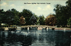 San Pedro Spring Postcard