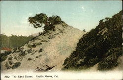 The Sand Dunes Pacific Grove, CA Postcard Postcard Postcard