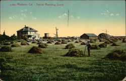 Typical Ranching Scene Modesto, CA Postcard Postcard Postcard