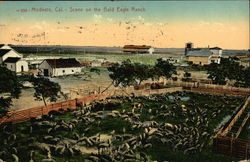 Scene on the Bald Eagle Ranch Postcard
