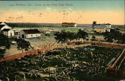 Scene on the Bald Eagle Ranch Modesto, CA Postcard Postcard Postcard