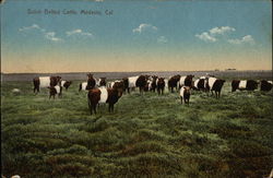 Dutch Belted Cattle Modesto, CA Postcard Postcard Postcard