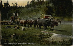 Bull Teaming in Ole West (Almost the Last) Postcard