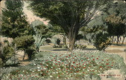 Park Park