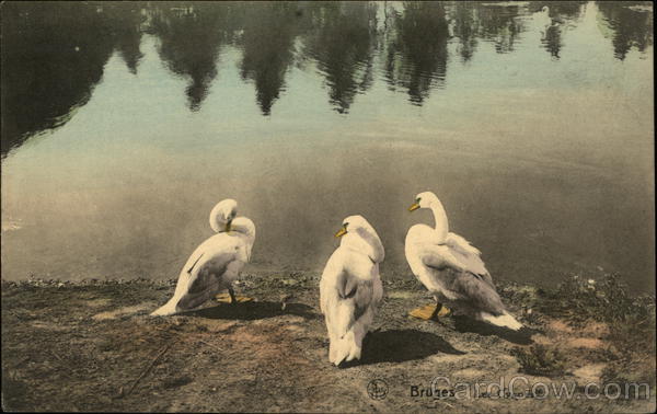 Three White Swan by the Water Ern. Thul Birds