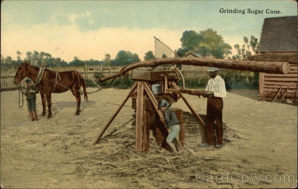 Children and Man Grinding Sugar Cane Farming