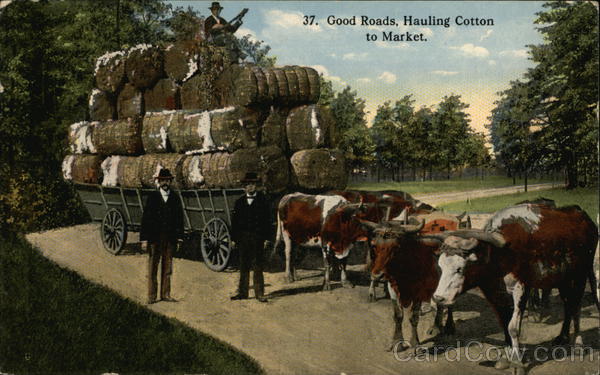 Good Roads. Hauling Cotton To Market Farming