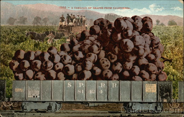 1886 - A Carload of Grapes From California Exaggeration