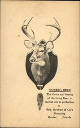 Head of a Quebec Deer mounted on a plaque Postcard