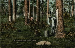 A Turpentine Dipper at Work in Florida Black Americana Postcard Postcard 