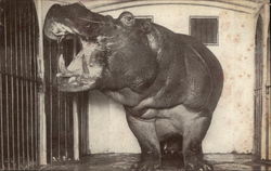 Large Hippo In cage With Mouth Open Postcard