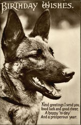 Birthday Wishes - With Black & White Photograph of German Shepard Birthday Wishes - With Black & White Photograph of German Shepard