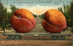 A Carload of Peaches from... Postcard