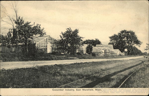 Cucumber Industry East Mansfield Massachusetts