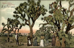 Yucca Palms California Cactus & Desert Plants Postcard Postcard Postcard