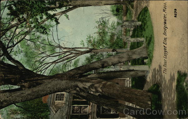 The Four-Legged Elm Bridgewater Massachusetts