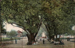 The Willows The Willows