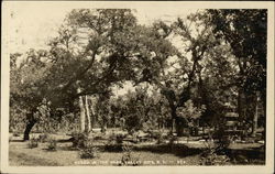 Scene in Park Postcard