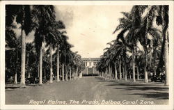 Royal Palms, The Prado Balboa, Panama Postcard Postcard Postcard