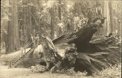 Visitors Atop A Fallen Giant Redwood Postcard