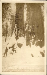 Along the Trail to the Congress Group in Winter, Sequoia National Park Along the Trail to the Congress Group in Winter, Sequoia National Park