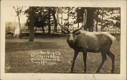 Visit the Bull Elk at Bill Myer's Park, Wshingtonville, PA Visit the Bull Elk at Bill Myer's Park, Wshingtonville, PA