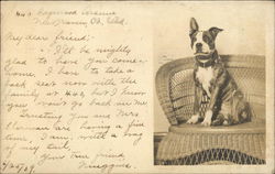 Bull Terrier Sitting on Wicker Chair Dogs Postcard Postcard Postcard