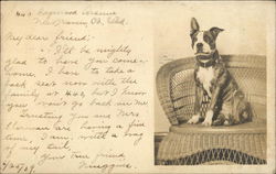Bull Terrier Sitting on Wicker Chair Postcard
