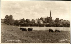 Cows Grazing Burford, England Oxfordshire Postcard Postcard Postcard