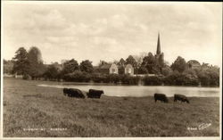 Cows Grazing Postcard