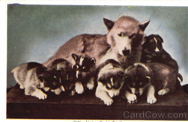 Husky Dog and Pups Dogs
