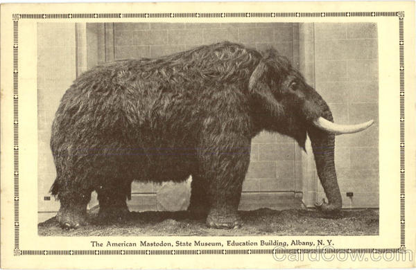 The American Mastodon, State museum Albany New York