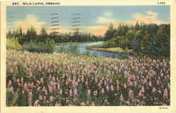 Wild Lupin Scenic, OR Postcard Postcard