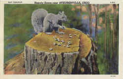 Nut Cracker Steubenville, OH Postcard Postcard