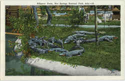 Alligator Farm, Hot Springs National Park Postcard